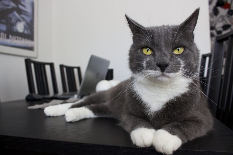 Cât costă și unde îți poți clona animalul de companie mort
