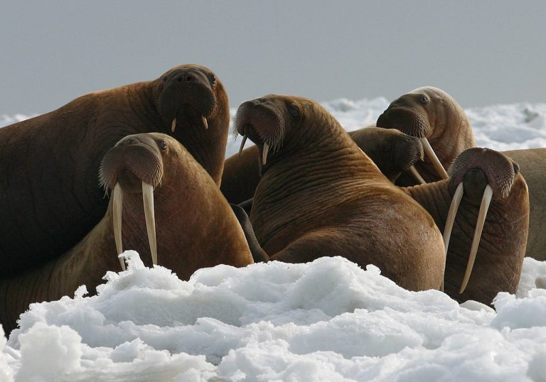 Ambarcațiune a Marinei Ruse, scufundată de o morsă care își apăra puii