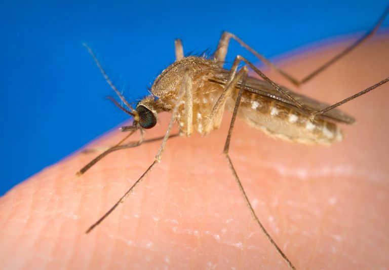 România, pe locul doi în UE la cazuri și decese de virus West Nile