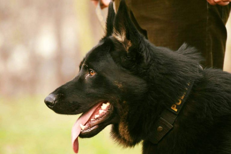 Poliția Vrancea donează șase câini polițiști, scoși la pensie