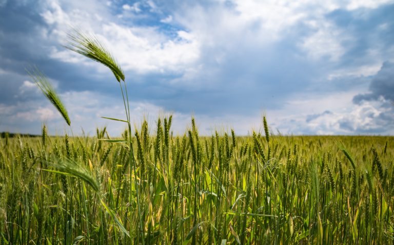 România se aşteaptă la un excedent de cereale în acest an
