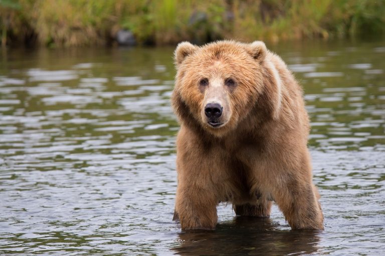 “We can’t BEAR it!” Romanians tell authorities to stop sending alerts about the furry, wild animals