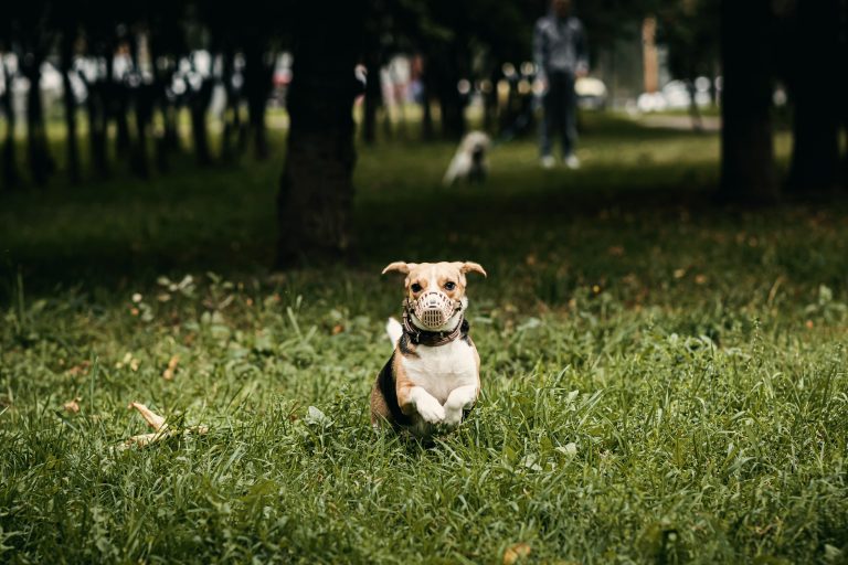 Top court OKs law banning aggressive dogs without lead, muzzle in public