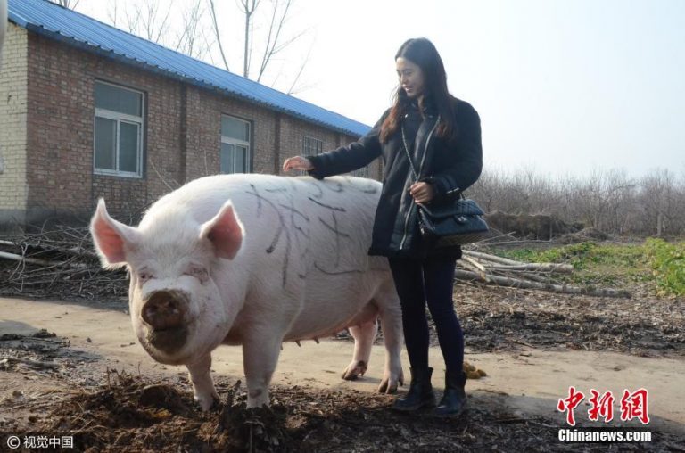 China | Dublarea prețului cărnii de porc a îngrășat inflația