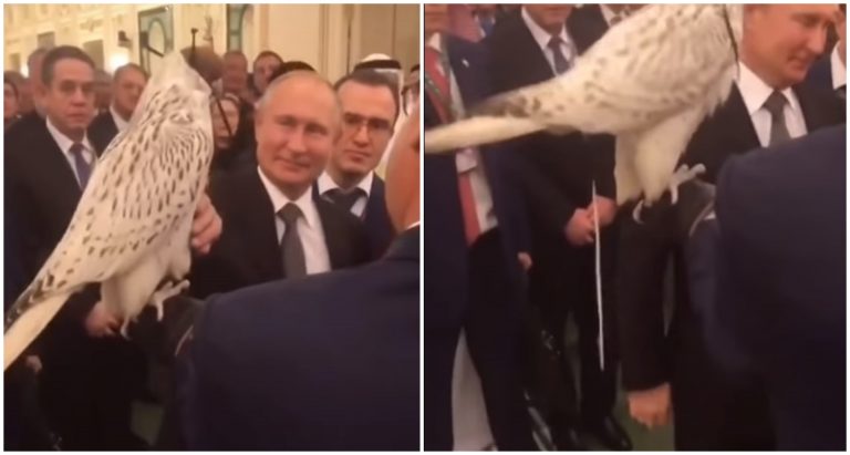 VIDEO Scenă jenantă. Ce s-a întâmplat în momentul în care Putin i-a dăruit un șoim de vânătoare Regelui Salman