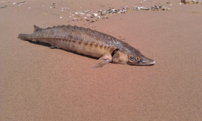 Romania Danube conference experts to try and rescue the 200 million-year-old sturgeon from extinction