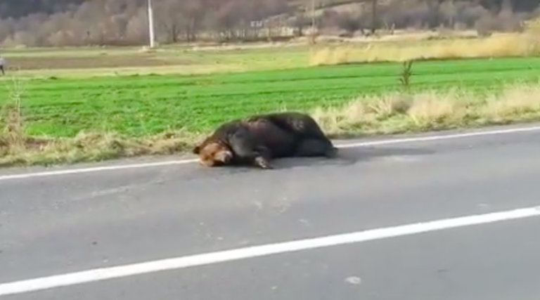 Romanian authorities under fire for letting injured bear lie on road for 18 hours