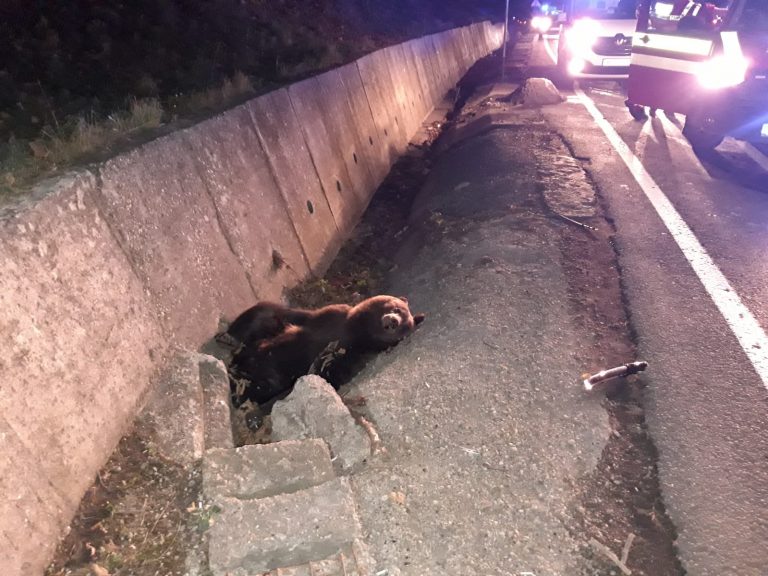 Unul dintre urșii loviți pe șosea în ultimele săptămâni a ieșit din comă
