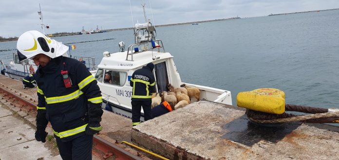 Orban propune interzicerea exportului de animale vii. „M-a deranjat paralizia DSV și atitudinea ciudată a autorităților din port”