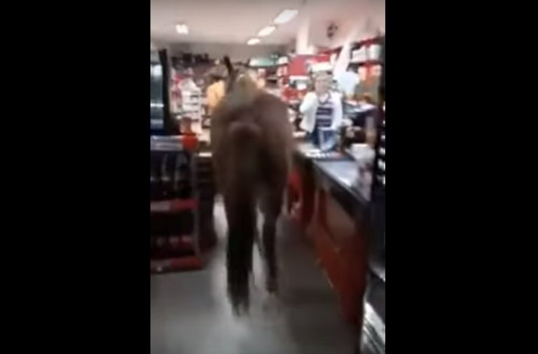 VIDEO Se întâmplă în România: Un bărbat, filmat în timp ce plimba un cal într-un supermarket