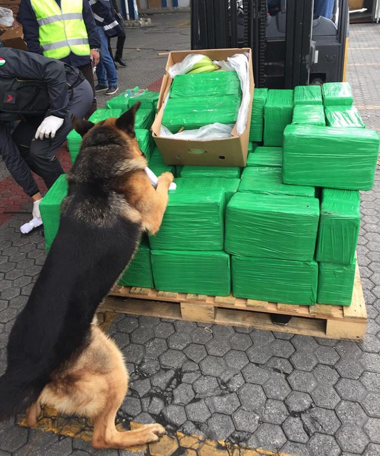Peste o tonă de cocaină, ascunsă într-un container cu banane, găsită într-un port din Italia