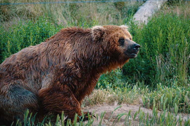 Romanian Parliament bill allows killing of bears in the wild