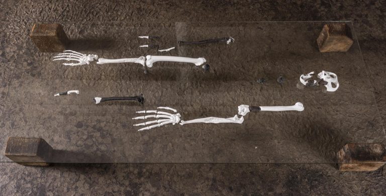 Primele maimuțe bipede au apărut în Europa, nu în Africa. Descoperirea care dă peste cap evoluția omului