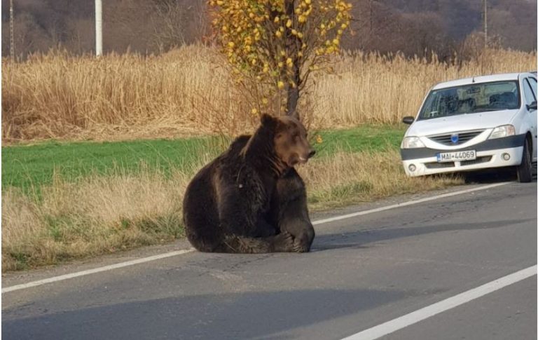 UPDATE Ursul lovit de mașină, în Harghita, a fost împușcat