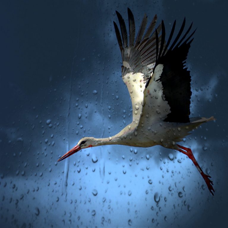 UPDATE. Storks don’t migrate, bears won’t hibernate-the effects of global warming in Romania