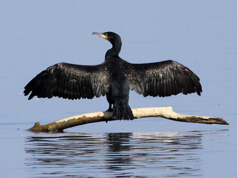 „Junta” cormoranilor în România. Ministrul Agriculturii: „Sunt o problemă”