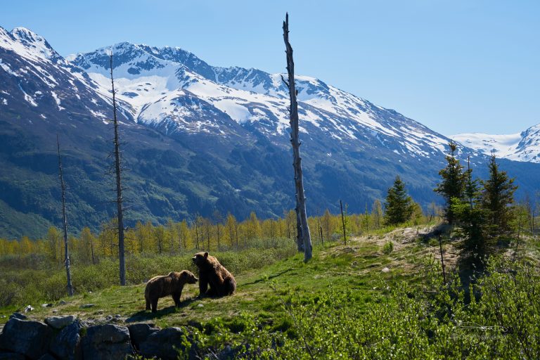 Romania eyes EU funds for bear sanctuary in Transylvania. Country   has largest bear population in Europe