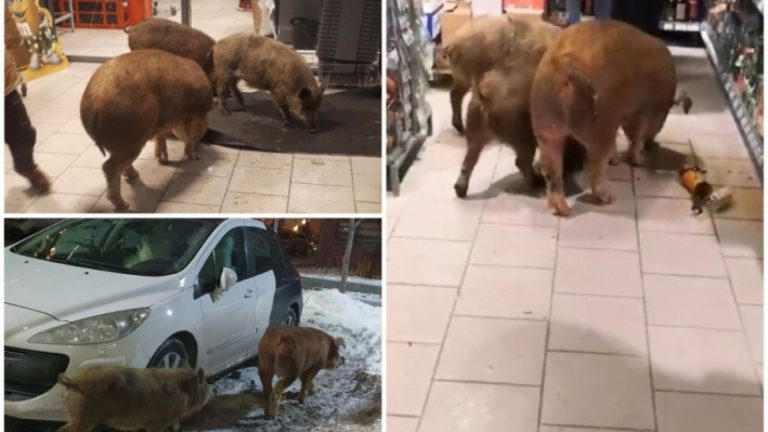 VIDEO | Porci din Siberia au luat cu „asalt” raftul cu băutură dintr-un minimarket