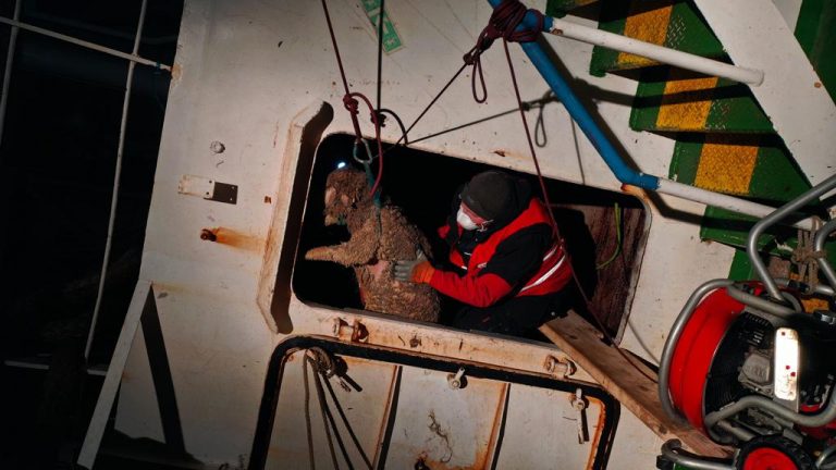 180 sheep rescued from capsized cargo ship find new home in Romania