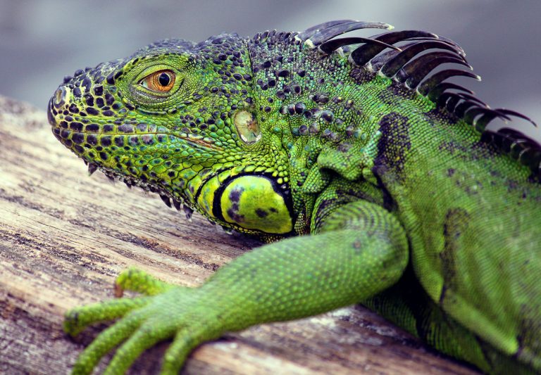 Prognoză meteo ciudată în Florida: Atenție, plouă cu iguane!