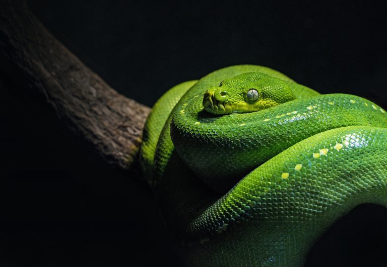 Crikey! Snake gives birth through asexual reproduction