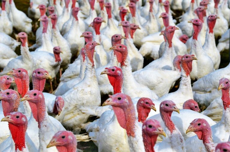 Gripa aviară se răspândește la fermele de păsări din Polonia