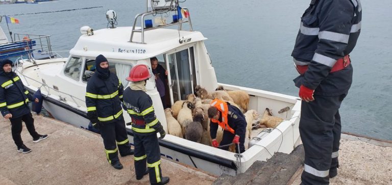 Anchetă a procurorilor privind incinerarea ovinelor înecate pe nava eşuată în 2019 în Portul Midia. O parte dintre deșeurile animale, găsite pe un teren viran