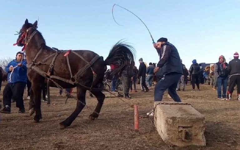 VIDEO. Obiceiuri barbare. Cai biciuți cu cruzime în Dâmbovița, de Bobotează