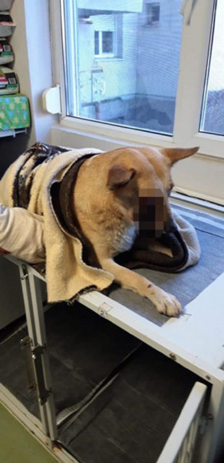 Cazul care a șocat România în prima zi din an: câine mutilat de o petardă. Anunțul IPJ Satu Mare