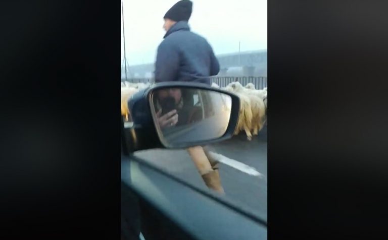 VIDEO | „Dosarele X” pe Autostrada Soarelui: o turmă de oi și un cioban. „Brânza-ți place!”
