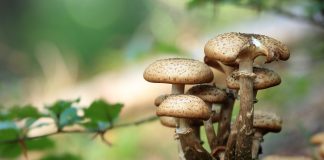 close-up-photo-of-mushroom-during-daytime, pexels