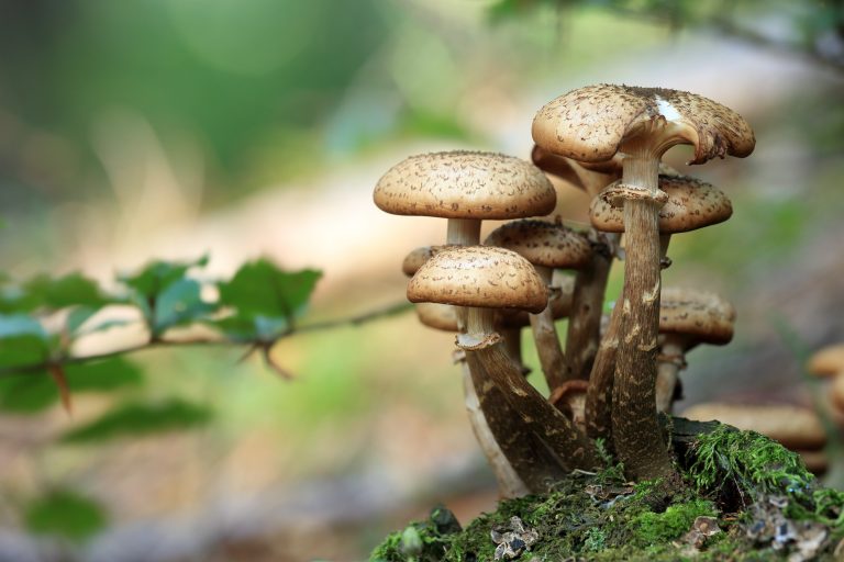 French court convicts two Romanians of illegally picking ‘astronomic quantities’ of prized wild mushrooms