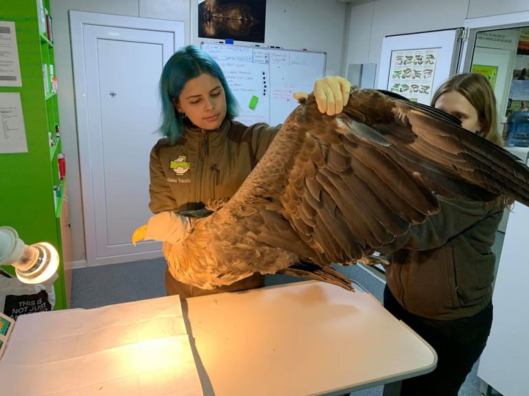 Ornithologists rescue rare white-tailed eagle ‘shot by poachers’  in southern Romania