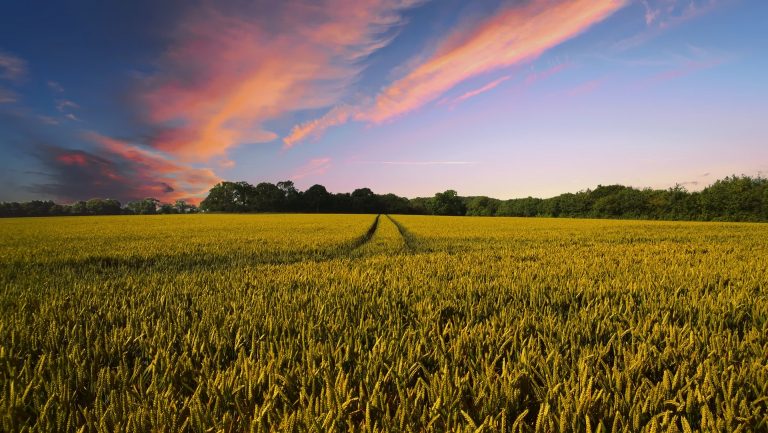 Inexistenta iarnă din România are un efect dezastruos în agricultură. O numărătoare inversă până la compromiterea culturilor