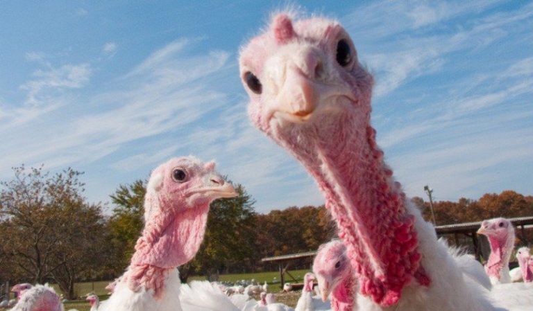 Focare de gripă aviară la trei ferme de curcani
