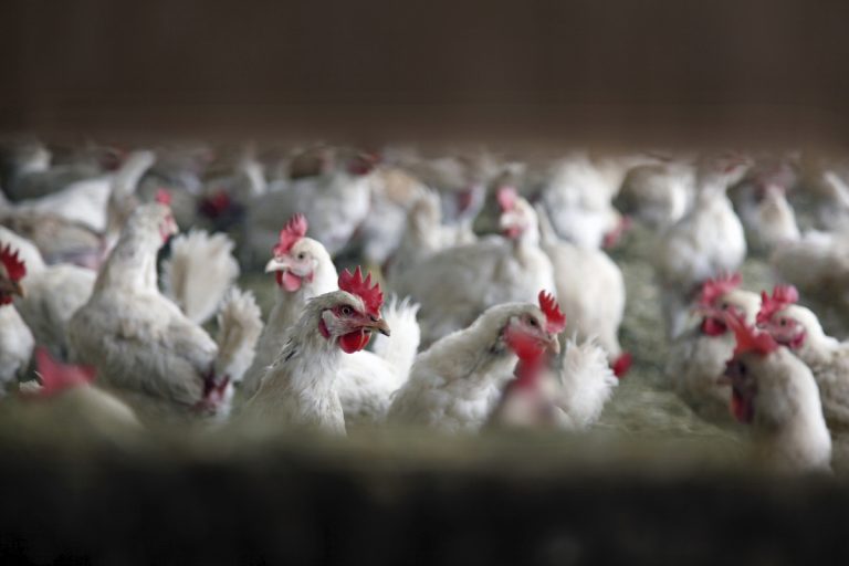 CNN: În Noua Zeelandă, lipsa ouălor de pe piaţă îi determină pe locuitori să-şi cumpere propriile găini