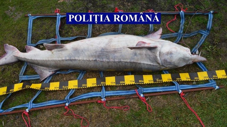 FOTO. Bărbat din Feteşti prins cu un morun de 120 de kilograme. Peștele valora o mică avere