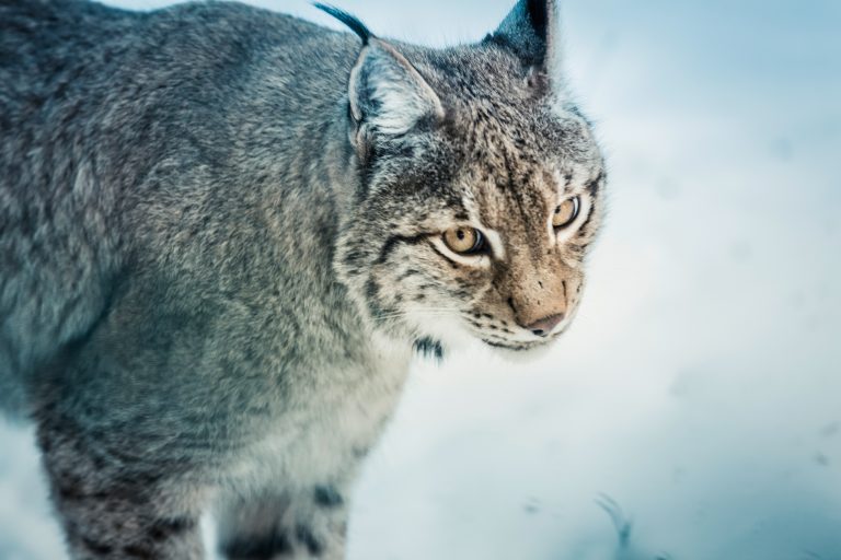 Romanian lynx captured and sent to repopulate forests in Croatia, Slovenia