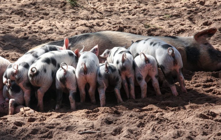 609 de focare de pestă porcină, active în ţară. Jumătate de milion de porci, sacrificaţi