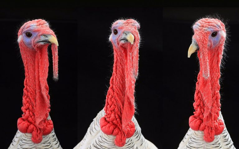 Avertisment al Comisiei Europene: În România au ajuns produse de la fermele de curcani din zona unde este focar de gripă aviară în Ungaria