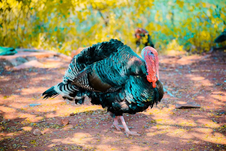 Romania says 17 tons of turkey imported from Hungary in farms where outbreak of bird flu reported