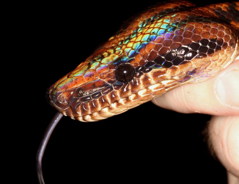 Snake thief: Police discover stolen boa constrictor, lizard, in man’s home