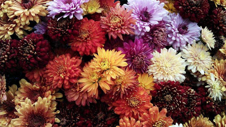 Romania’s floral industry is blossoming. 15% growth forecast for 2020