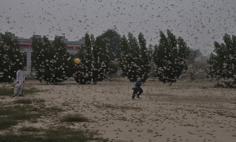 Chinezii anulează trimiterea a 100.000 de rațe în Pakistan pentru a lupta împotriva invaziei de lăcuste