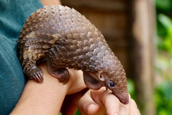 pangolin