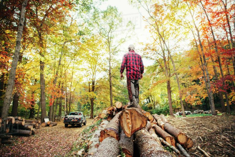 European Commission serves Romania  final notice over illegal logging