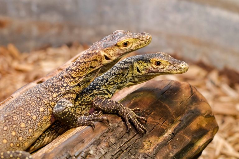 FOTO & VIDEO | O femelă de dragon Komodo a născut trei pui fără „ajutorul” unui mascul. Cum explică specialiștii fenomenul