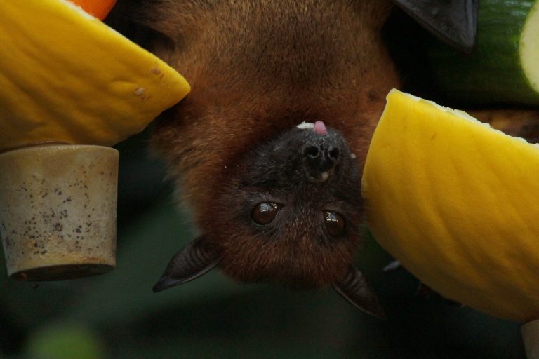 Nipah, un alt virus, provenit tot de la liliecii din Asia, ar putea declanșa o nouă pandemie mortală