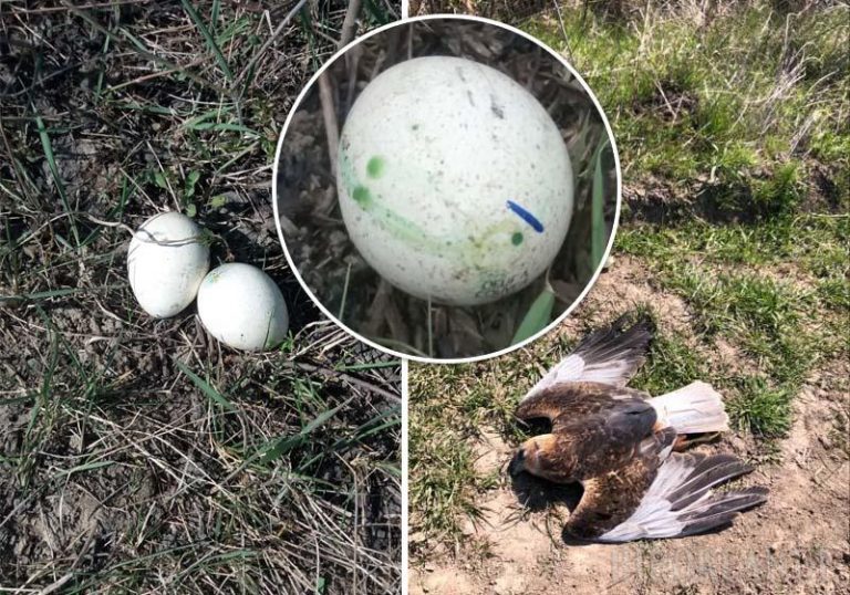 Pe un fond de vânătoare din Bihor au fost puse sute de ouă injectate cu otravă, ca momeală pentru păsările răpitoare