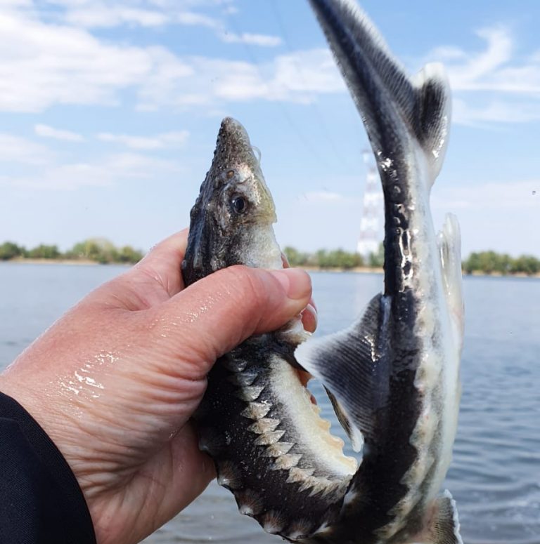 World Wildlife Fund releases 300 baby sturgeon  into the Danube to boost endangered species